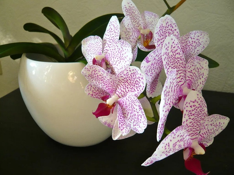 Орхидеята е растение – епифит Това означава че тя може