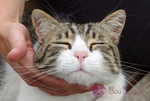Ветеринарна клиника и приют за котки в Дъблин обяви вакантна