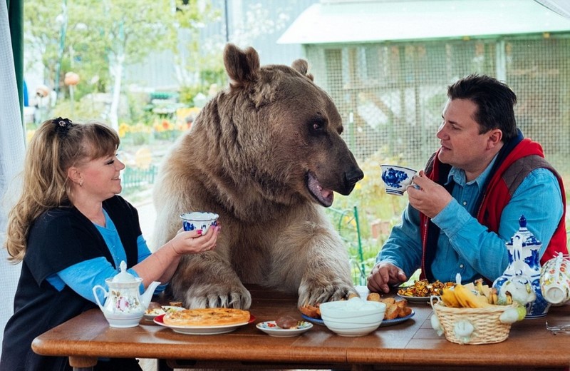 Запознайте се със Степан 25 годишен кафяв мечок който живее в