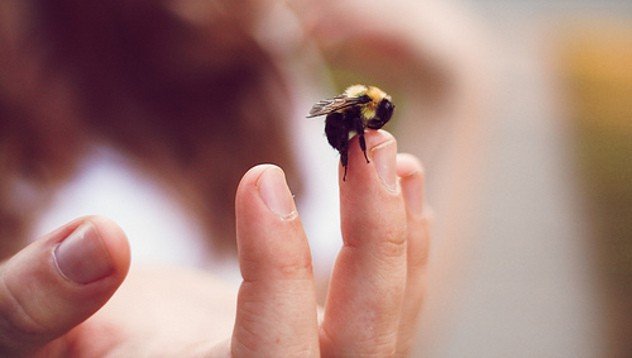 През лятото може да ви ухапе пчела, оса или стършел,