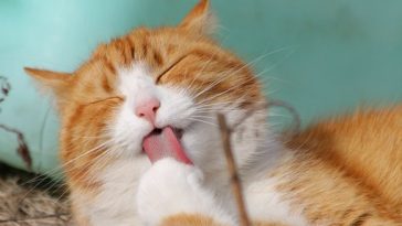котка