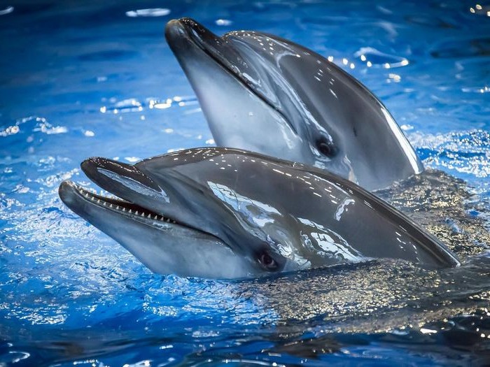 Невъзможно е да се съберат всички факти за делфините първо