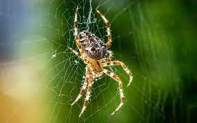 Повечето хора изпадат в ужас видят ли паяк но все