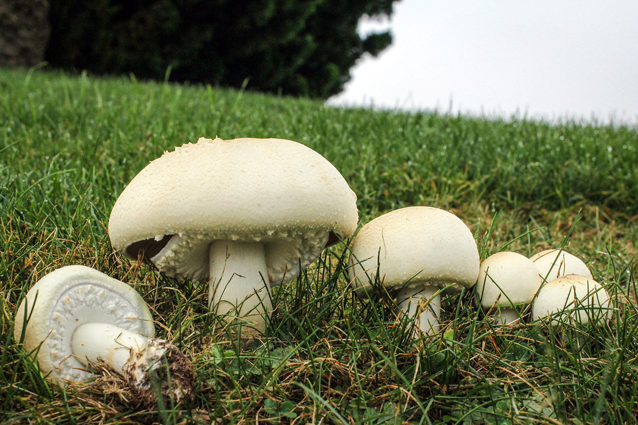 Гъбите печурки са полезна храна показва изследване Те са изключително