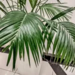 палма кенция