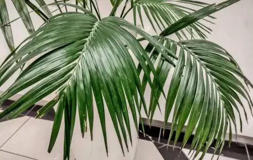 палма кенция