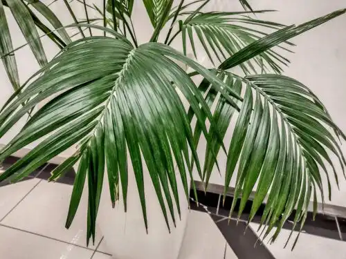 Палмата кенция Голямо и елегантно домашно растение
Искате ли да поставите