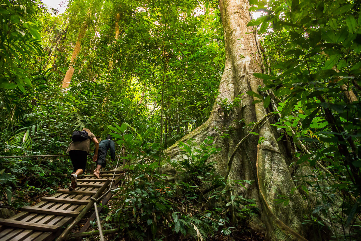 Двама американски етнолози открили в дебрите на горите на Малайзия