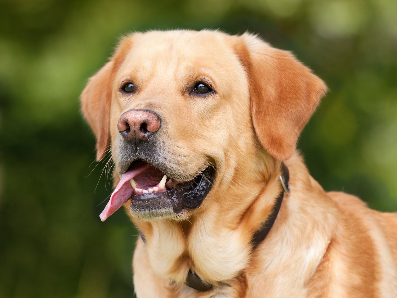 Болката при кучетата може да предизвиква нежелано поведение
Според Международната асоциация