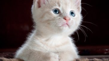 трихофития при котки