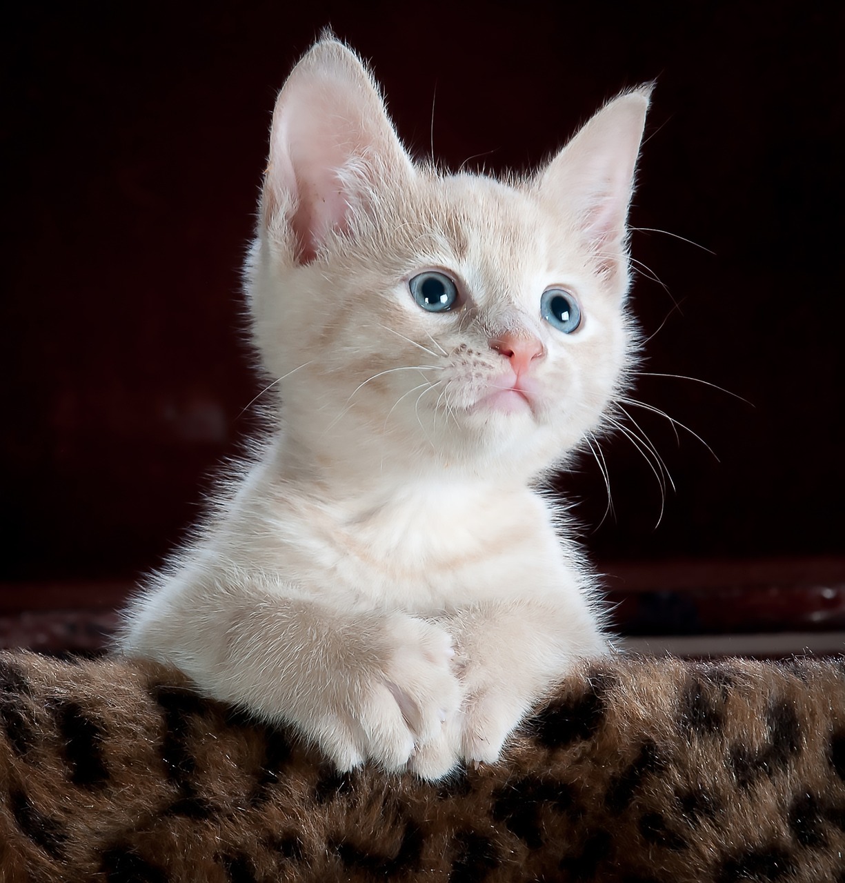 Снимка: Трихофития при котки: причини, симптоми и лечение