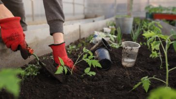 как да подготвим градината за зимата
