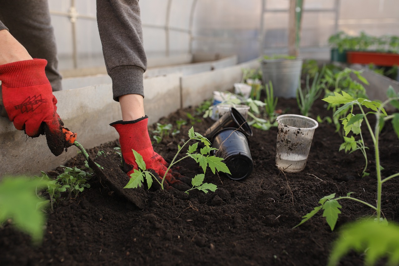 Снимка: Как да подготвим градината за зимата