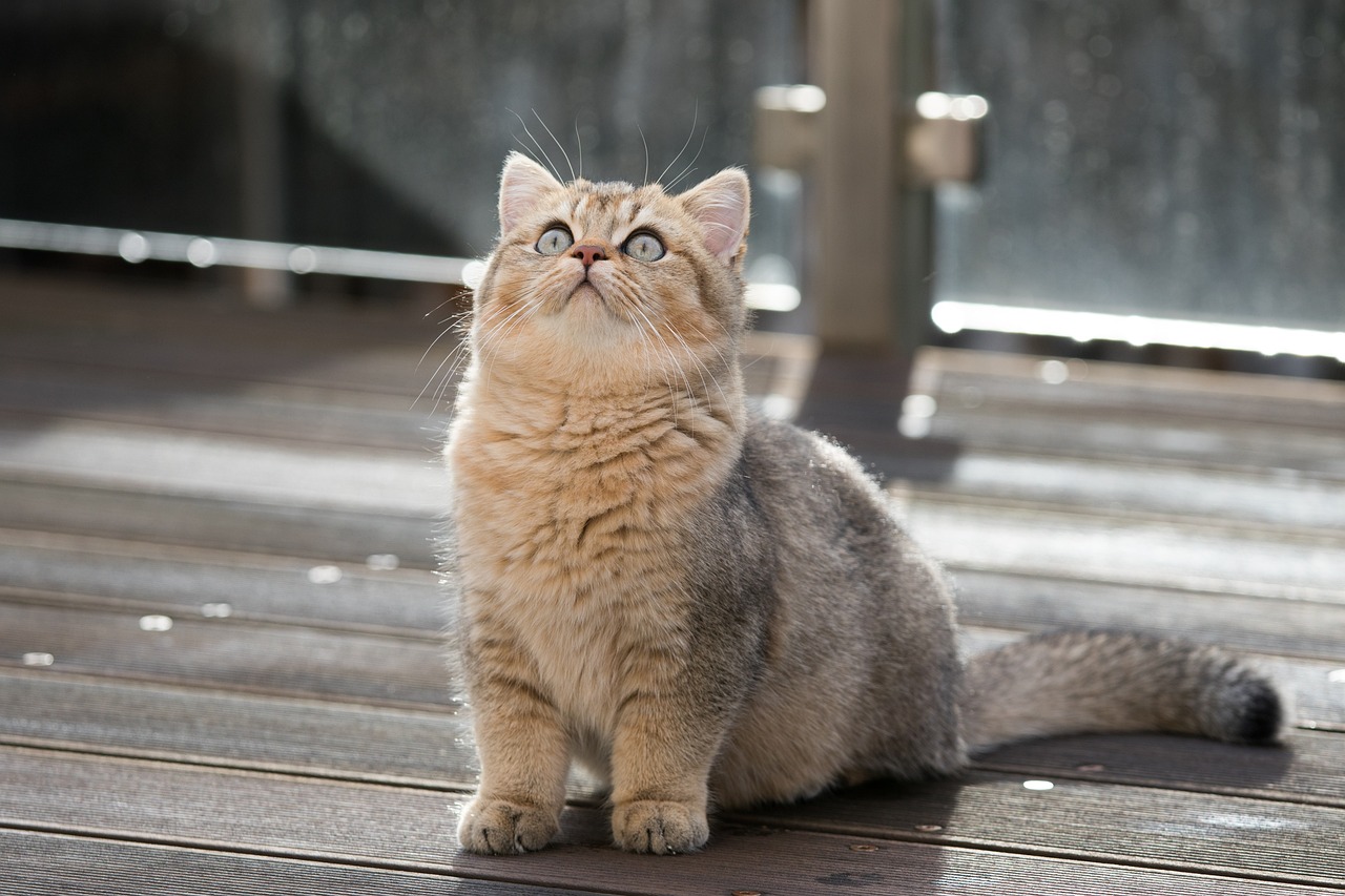 Синдром на Даун при котки- до колко е възможно и