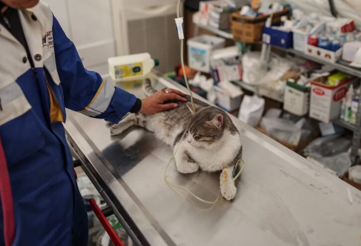 Снимка: Коронавирус разболя хиляди котки в Кипър