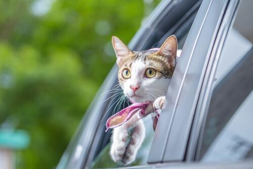 Как да котката ви да свикне да се вози в кола
